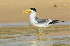 Large-billed Tern